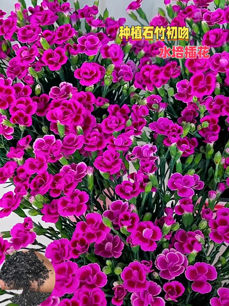 一、花期与观赏期详解