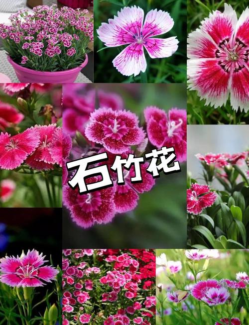 五、冬季不开花的常见原因与解决