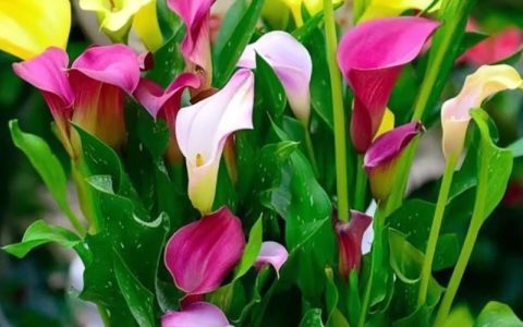 属马人养什么花最好？这几种鲜花旺运又招财，千万别错过