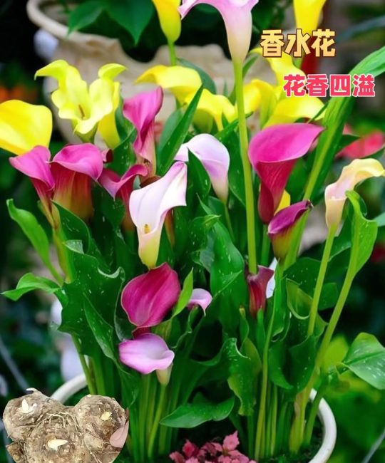 属马人养什么花最好？这几种鲜花旺运又招财，千万别错过