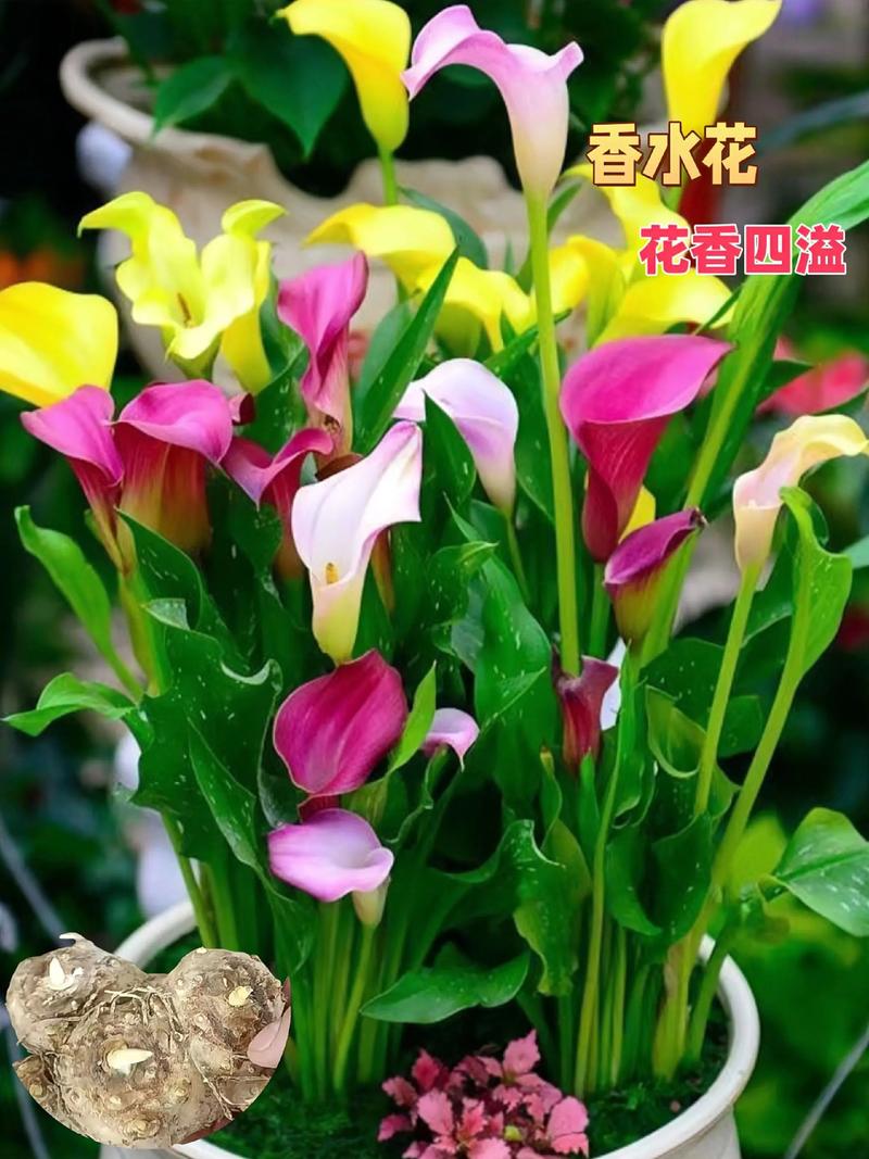 属马人养什么花最好?这几种鲜花旺运又招财,千万别错过 属马与花卉的“火”缘
