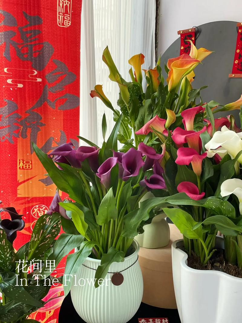 属马人养什么花最好?这几种鲜花旺运又招财,千万别错过 结语