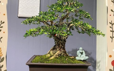 黄杨盆景修剪时间及方法：家庭养护全攻略