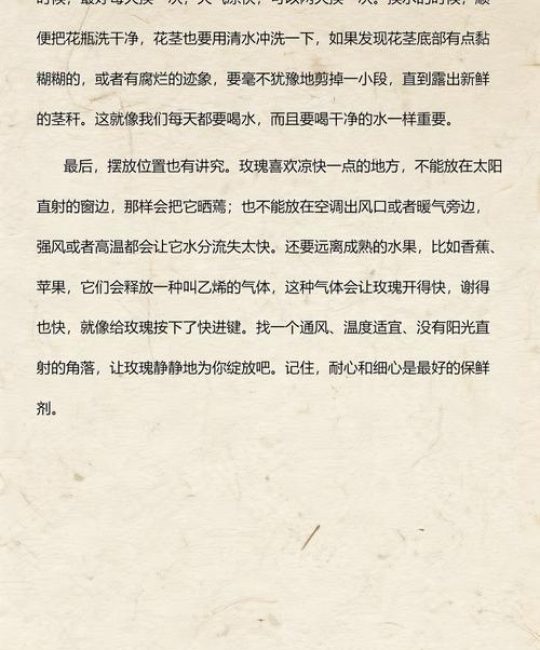玫瑰花怎么养才不会枯萎？家庭养护全指南