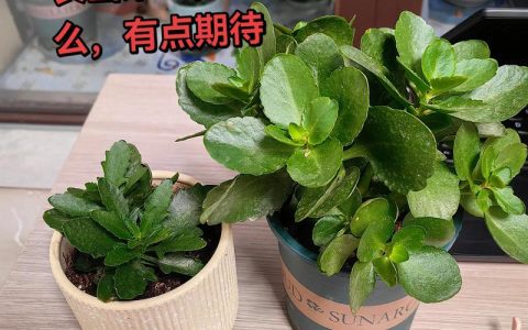 长寿花养殖方法和浇水全指南：从新手到高手的养护技巧