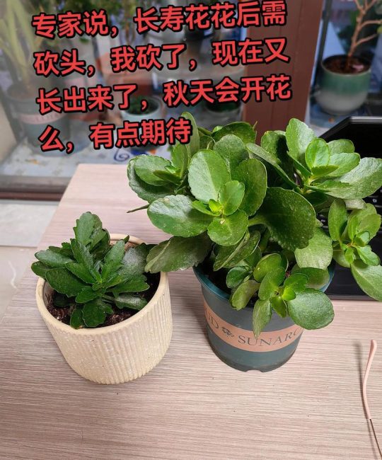 长寿花养殖方法和浇水全指南：从新手到高手的养护技巧