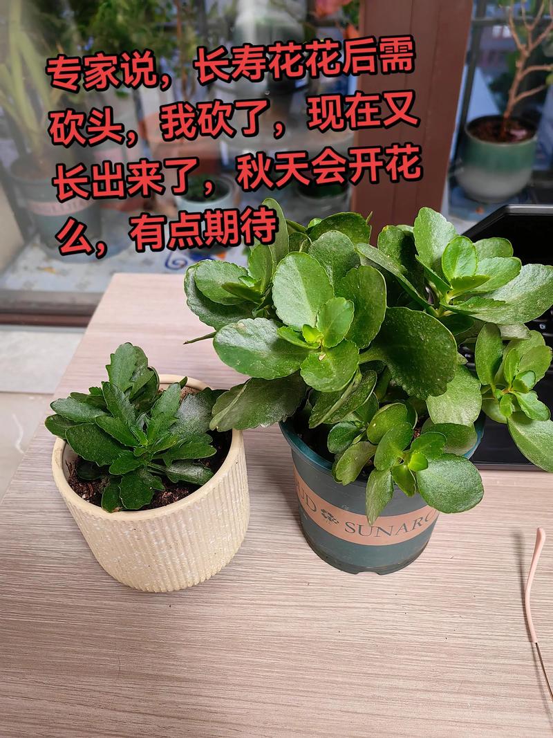 长寿花养殖方法和浇水全指南:从新手到高手的养护技巧 长寿花养殖方法和浇水全指南:从新手到高手的养护技巧