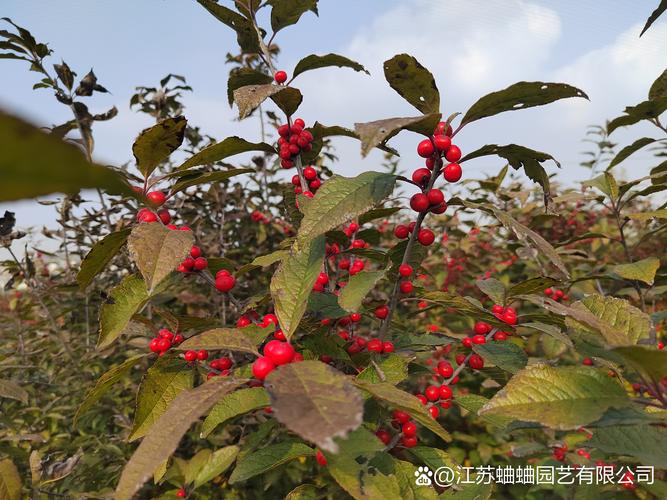 北美冬青哪个品种最名贵?奥斯特与冬红6维对比解析 结论前置:奥斯特更适合观赏与庭院,冬红在工程应用中性价比更高