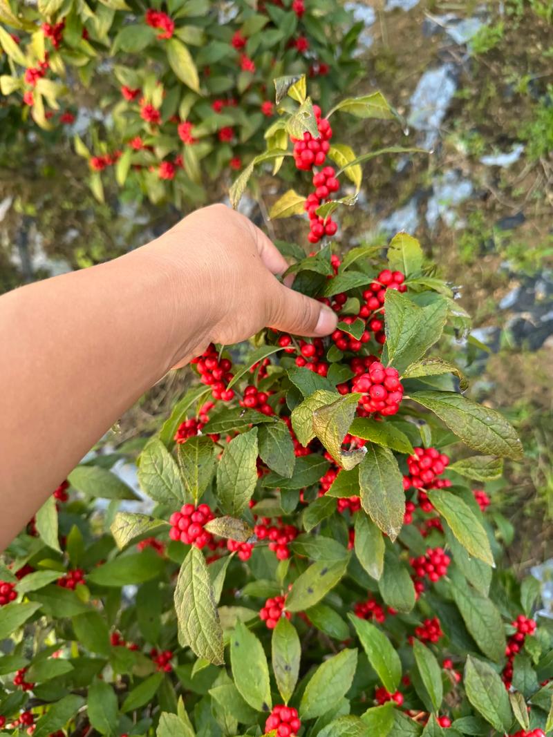 北美冬青哪个品种最名贵?奥斯特与冬红6维对比解析 名贵程度背后的逻辑解析