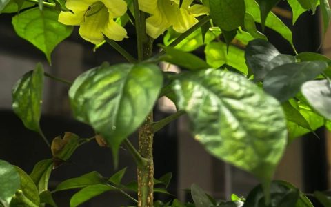 幸福树开花吗？几年一开花及家庭促花养护指南