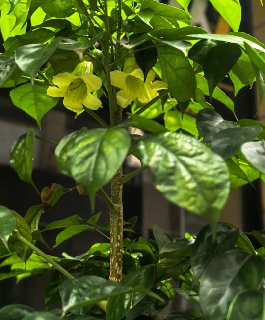 幸福树开花吗？几年一开花及家庭促花养护指南