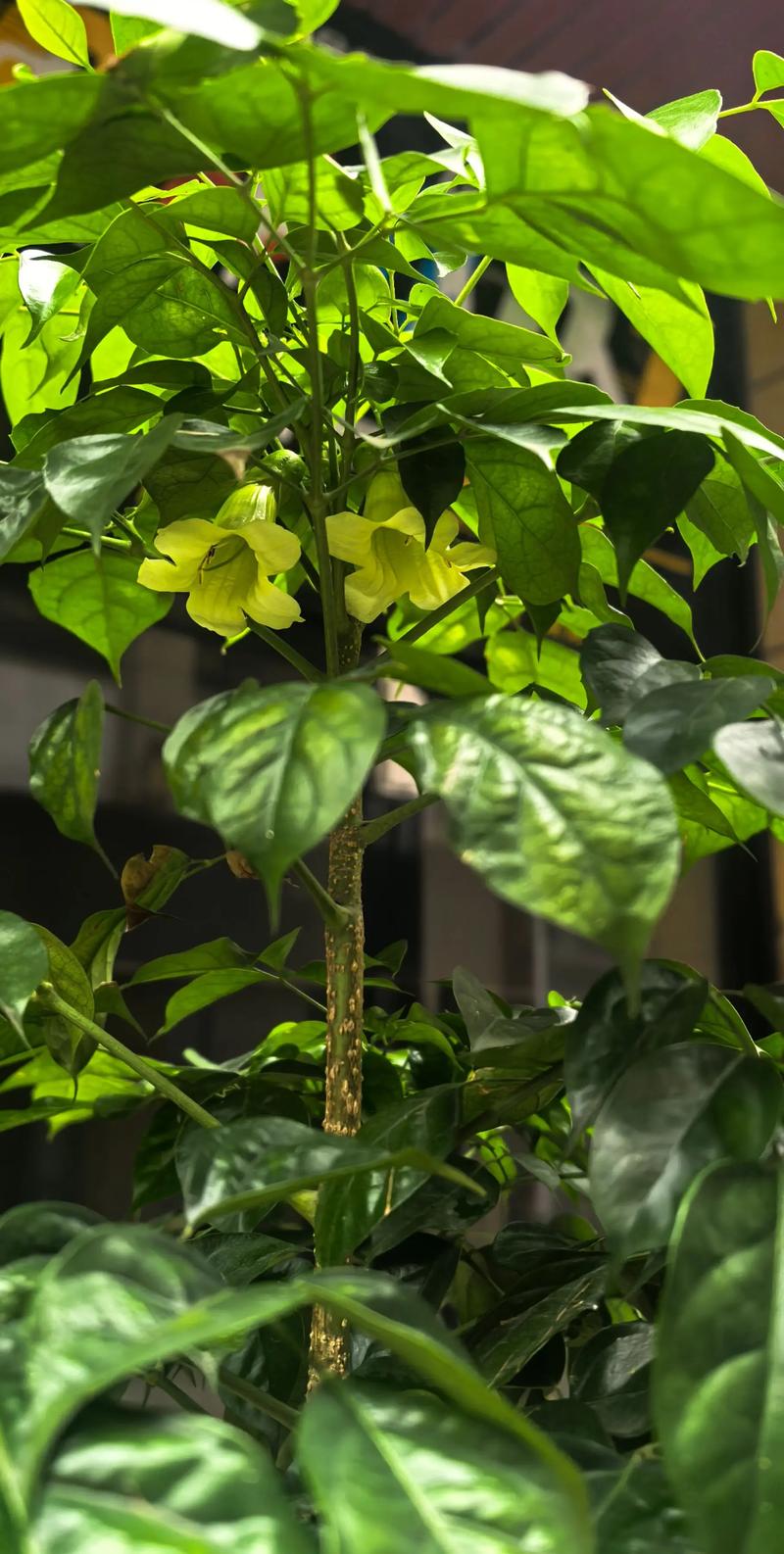 幸福树开花吗?几年一开花及家庭促花养护指南 幸福树开花吗?几年一开花及家庭促花养护指南