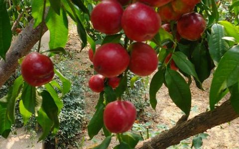 油桃什么季节成熟？不同品种成熟时间及种植指南