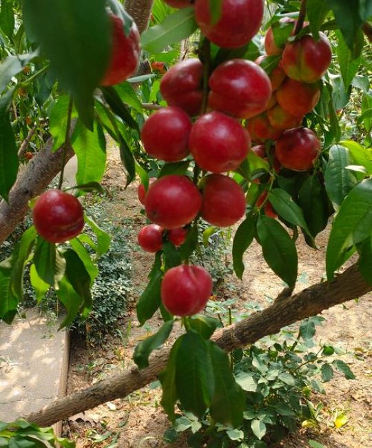 油桃什么季节成熟？不同品种成熟时间及种植指南