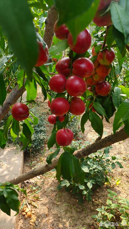油桃什么季节成熟?不同品种成熟时间及种植指南 油桃什么季节成熟?不同品种成熟时间及种植指南