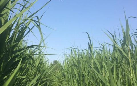 芦苇：禾本科芦苇属的多年生高大草本植物