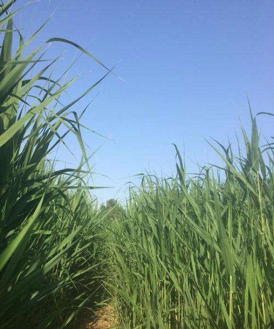 芦苇：禾本科芦苇属的多年生高大草本植物