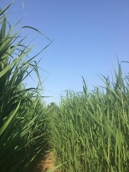 芦苇:禾本科芦苇属的多年生高大草本植物 芦苇:禾本科芦苇属的多年生高大草本植物
