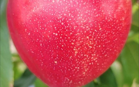 新48油桃品种介绍