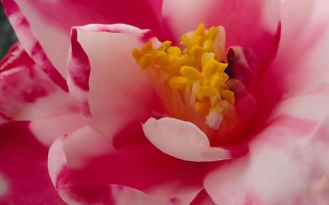 茶花‘乌马克’怎么样？黑红色丝绒质感，冬春阳台盆栽与庭院养护指南