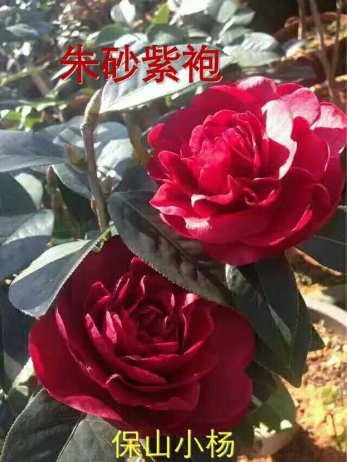 盆栽/地栽选择决策