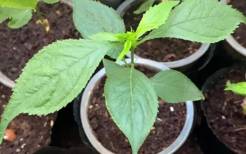樱桃籽怎么种才能发芽？打破休眠的90天层积处理法