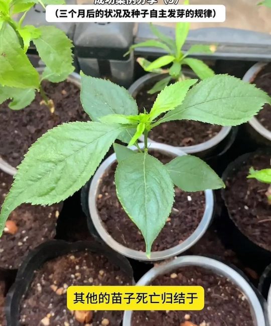 樱桃籽怎么种才能发芽？打破休眠的90天层积处理法