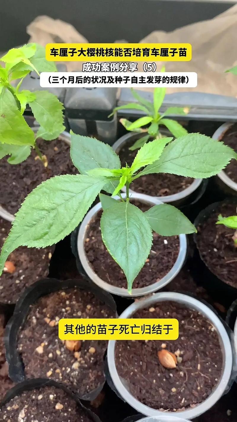 樱桃籽怎么种才能发芽？打破休眠的90天层积处理法