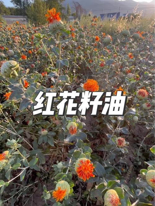 规格因素：净度与品种决定基础价差