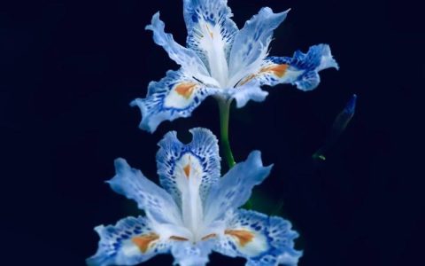 鸢尾花有什么寓意？详解鸢尾花种植与养护全指南