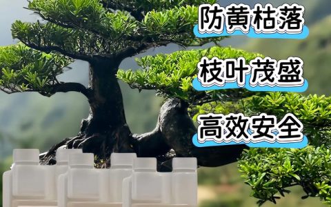 门口种罗汉松好不好？园艺设计师的客观分析与养护全攻略