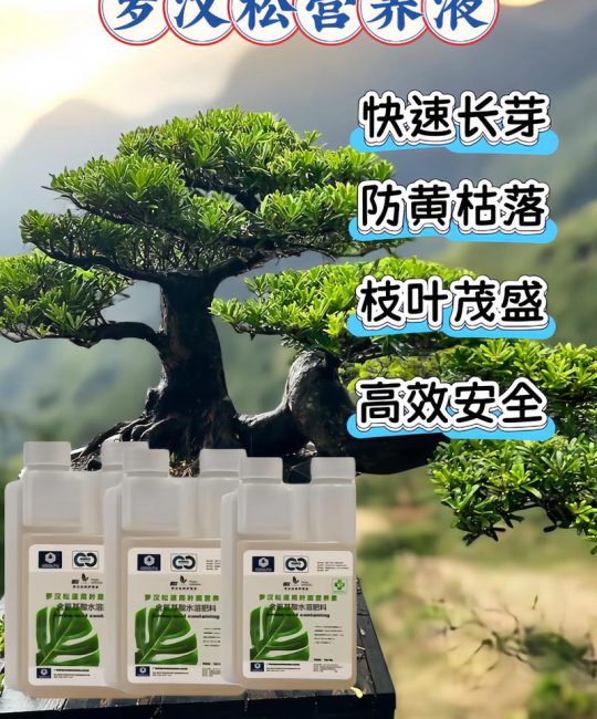 门口种罗汉松好不好？园艺设计师的客观分析与养护全攻略