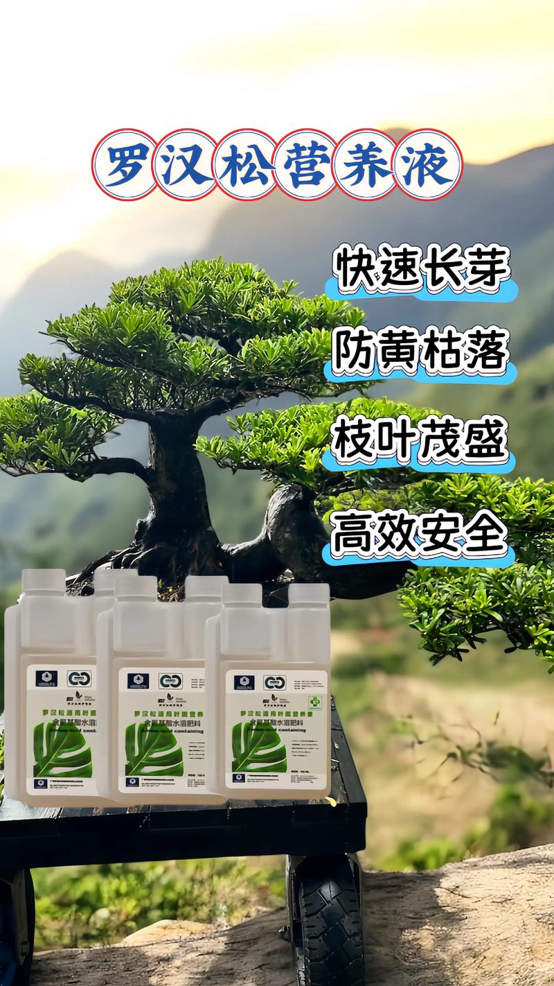 一、罗汉松的基本特性与观赏价值