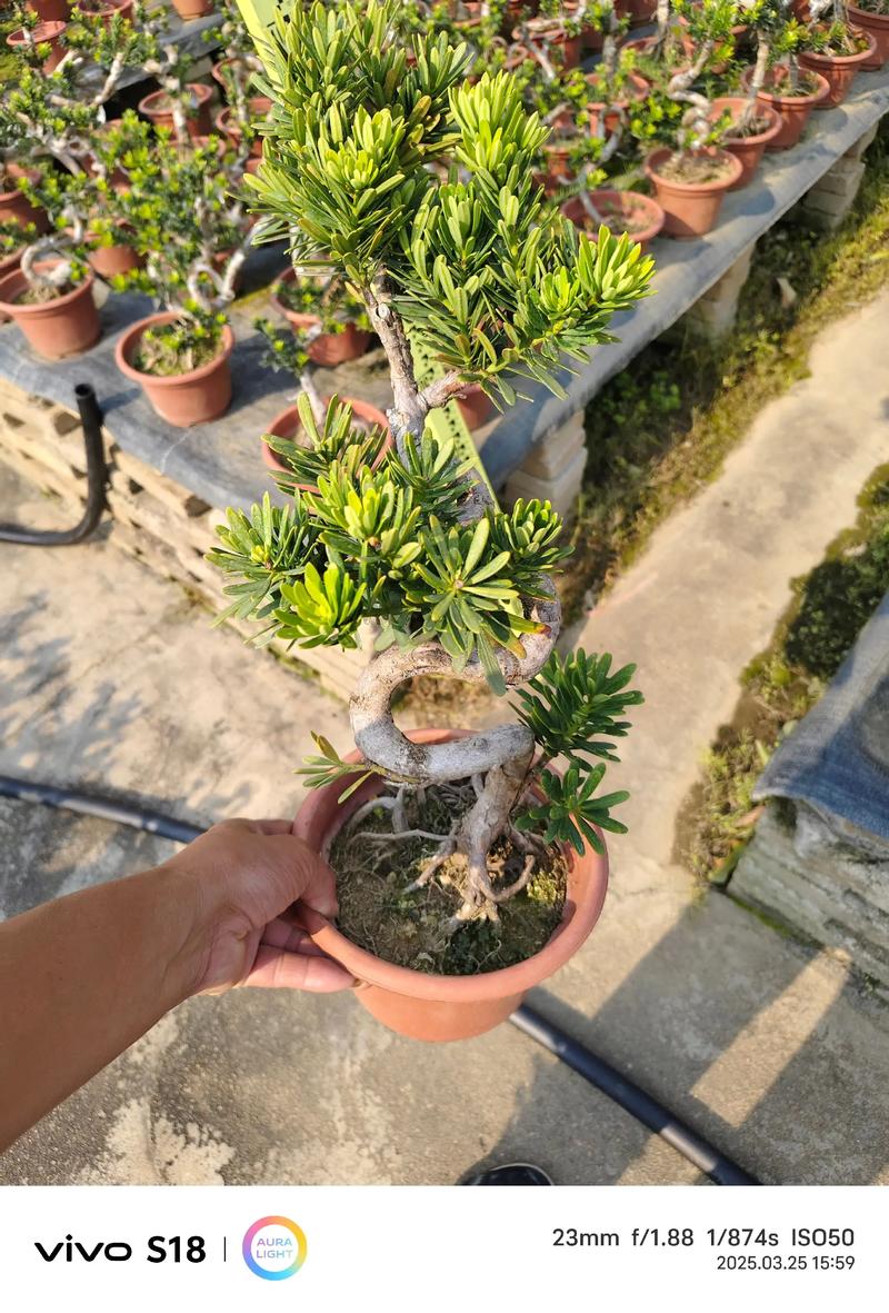 二、门口种植的适用场景分析