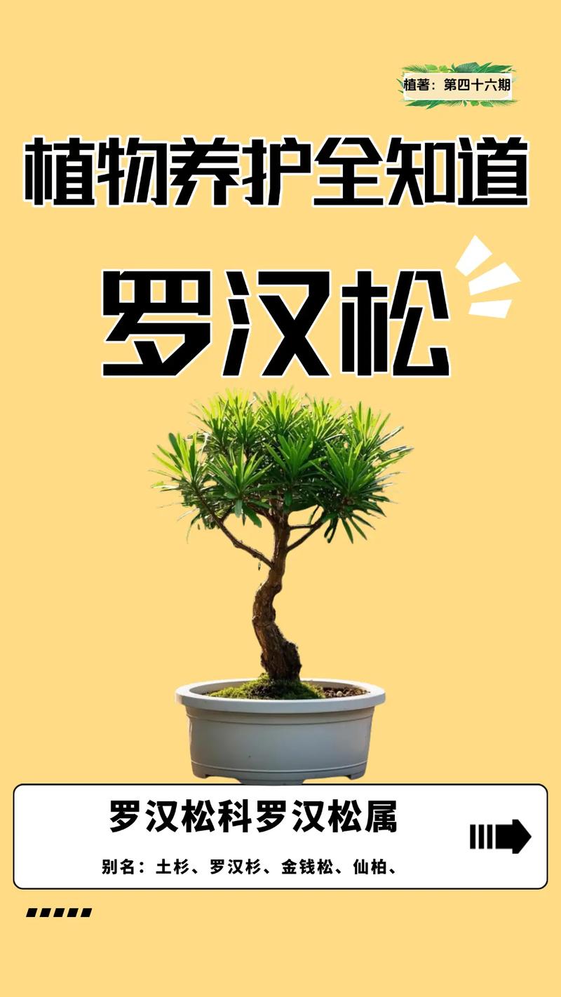 四、养护要点与常见问题