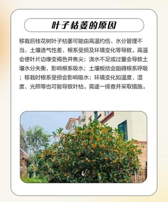 桂花移栽后叶子干枯怎么办？三步诊断与补救全攻略