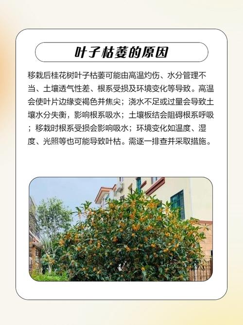 桂花移栽后叶子干枯怎么办？三步诊断与补救全攻略
