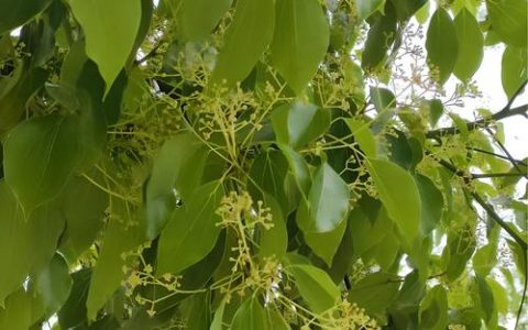 香樟树木的价格是多少？规格、产地、季节、数量、运输五大因素全解析