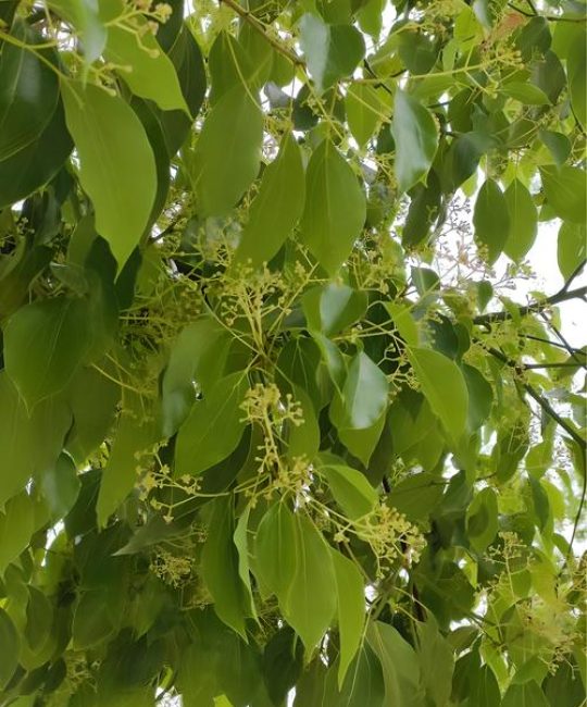 香樟树木的价格是多少？规格、产地、季节、数量、运输五大因素全解析