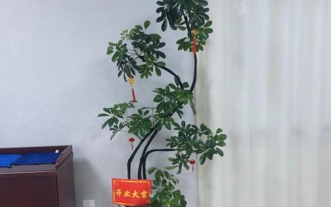 乔迁之喜，送什么花或盆栽最合适？——园艺设计师的实用指南