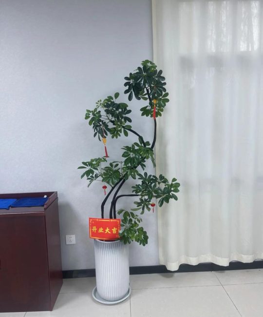 乔迁之喜，送什么花或盆栽最合适？——园艺设计师的实用指南