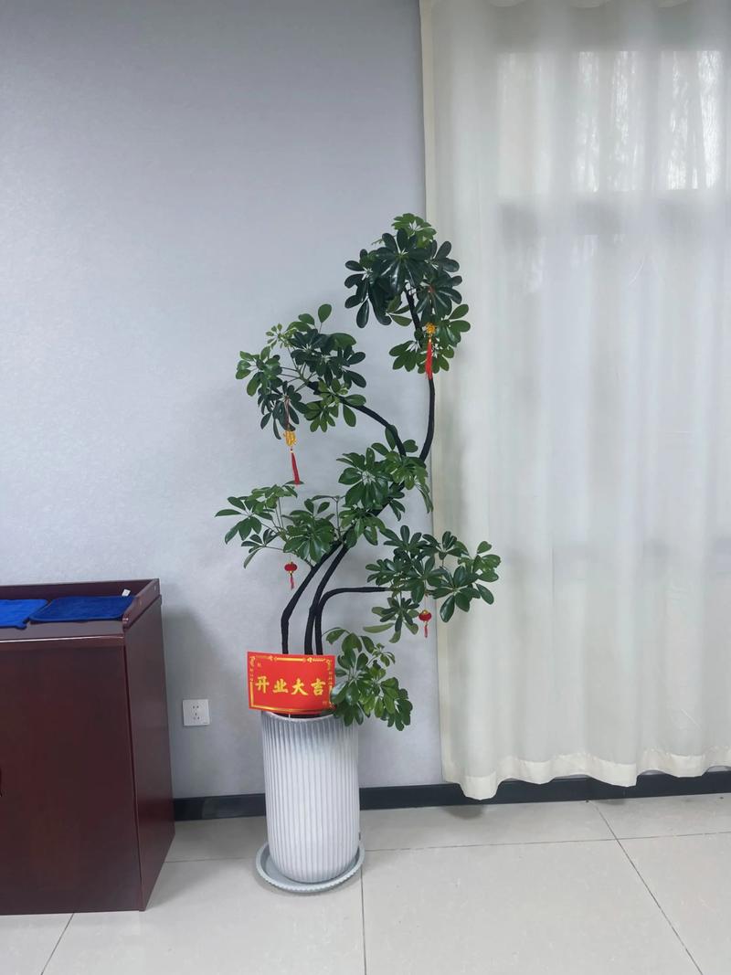 乔迁之喜,送什么花或盆栽最合适?——园艺设计师的实用指南 乔迁之喜,送什么花或盆栽最合适?——园艺设计师的实用指南