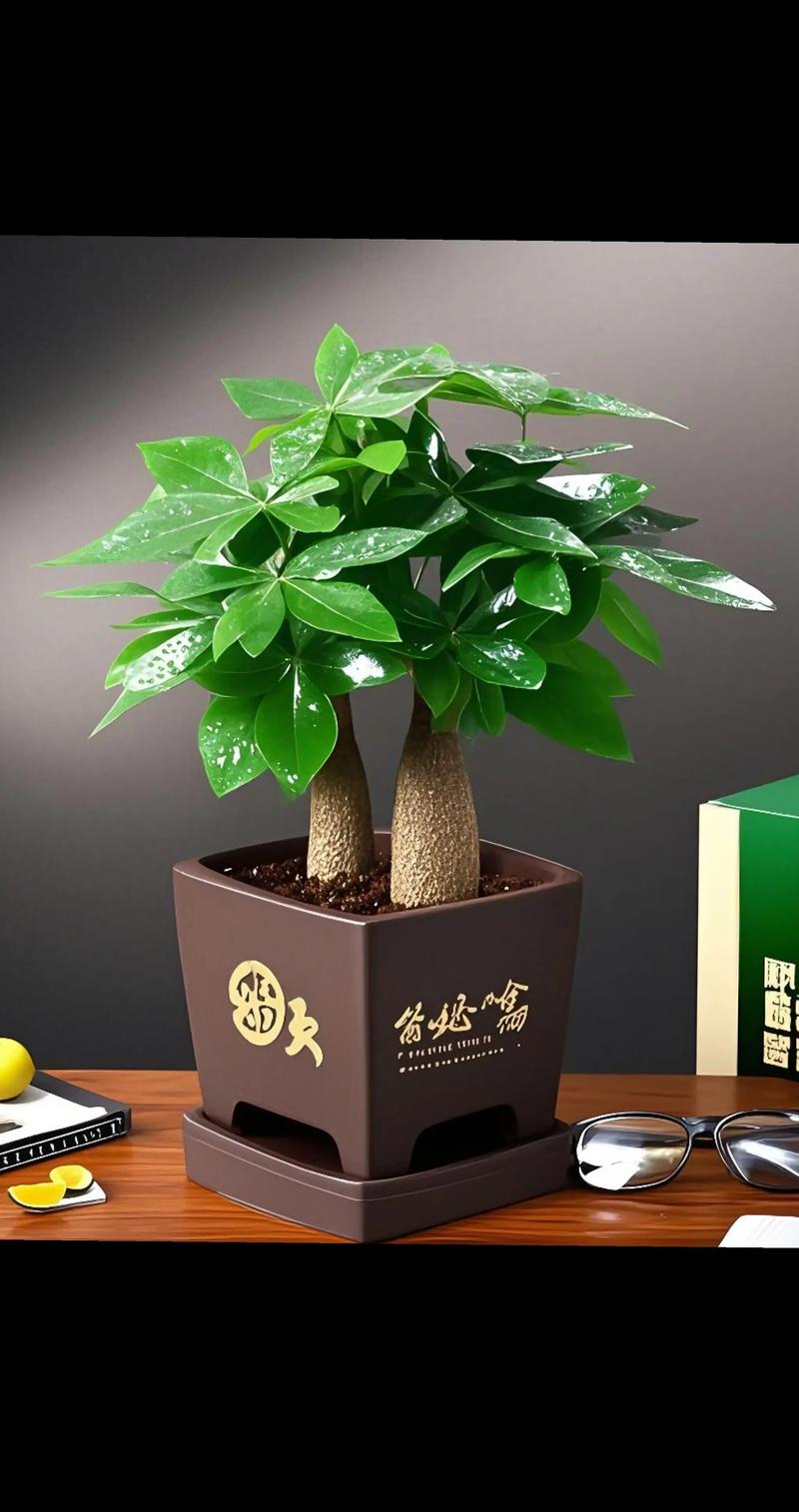 发财树的意义与文化寓意 发财树的意义与文化寓意