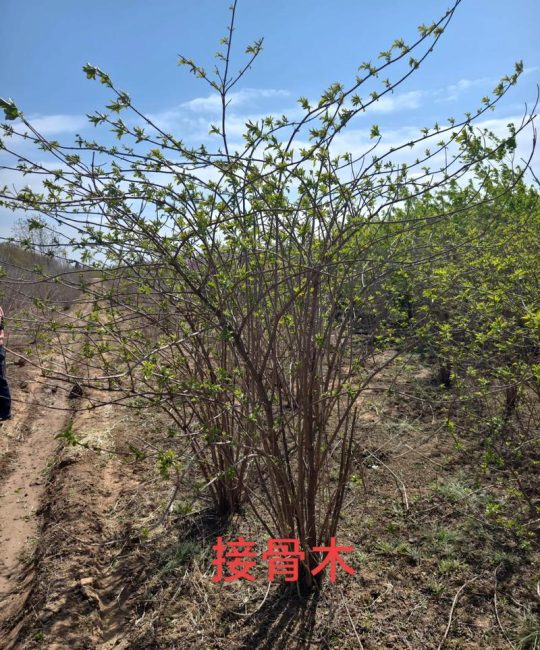 接骨木莓产自哪个国家？从园艺视角探秘原产地与栽培技术