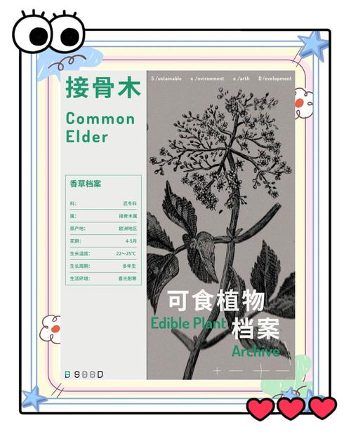 园艺种植要点：让接骨木莓在你家扎根