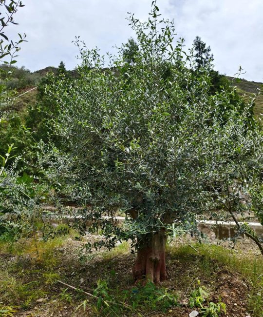 橄榄树四季常青吗？南北种植差异化指南与养护真相