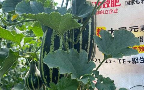 甜瓜用什么肥料更甜？家庭种植增甜技巧与施肥指南
