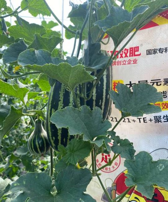 甜瓜用什么肥料更甜？家庭种植增甜技巧与施肥指南