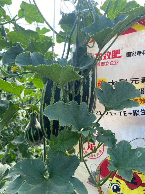 甜瓜用什么肥料更甜？家庭种植增甜技巧与施肥指南