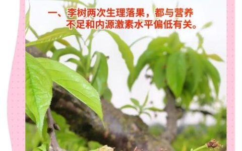 李子树为什么开花不结果？六大核心原因与解决方案详解